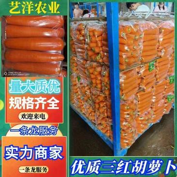 【荐】三红胡萝卜杂交种，供应电商市场，质量保证