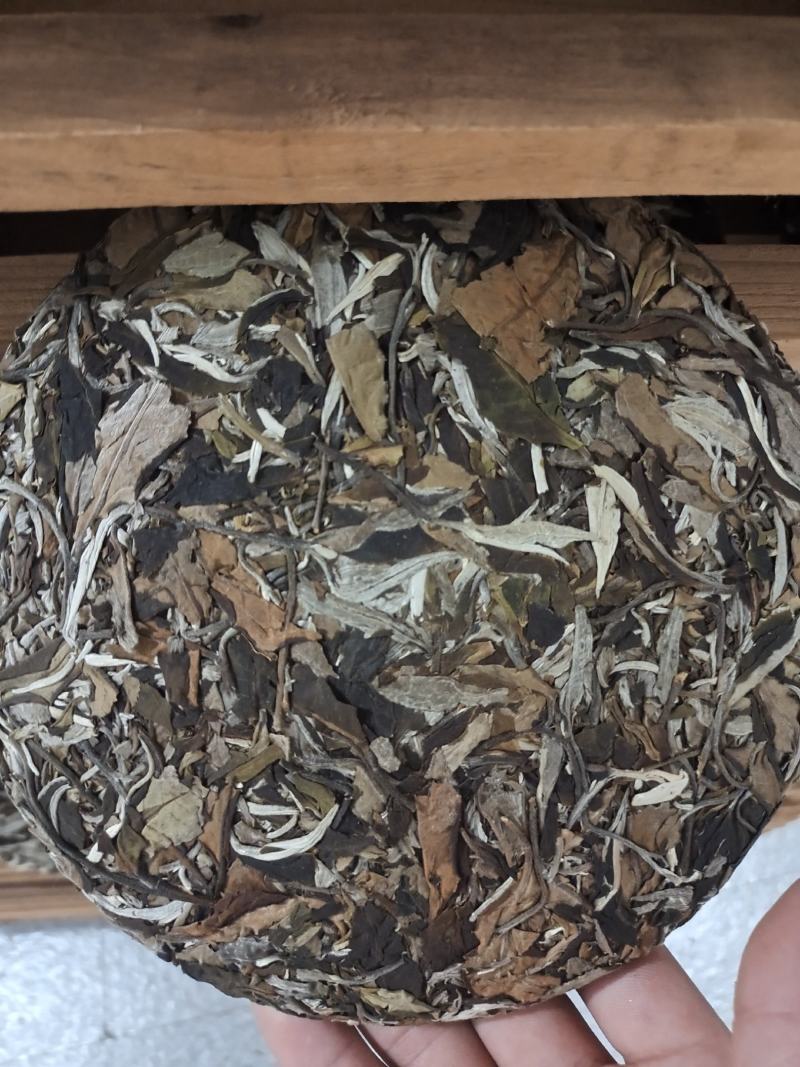 老白茶.月光白.月光美人，云南普洱景谷大叶种357g包邮
