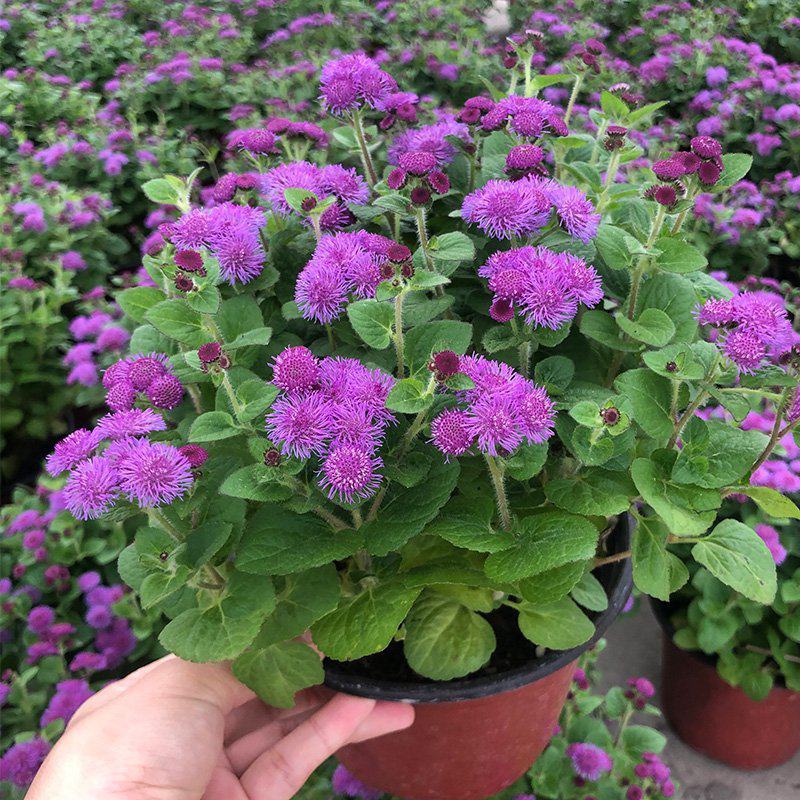 藿香蓟盆栽蓝冠花苗室外庭院植物阳台花卉花镜寄植蓝色系花卉