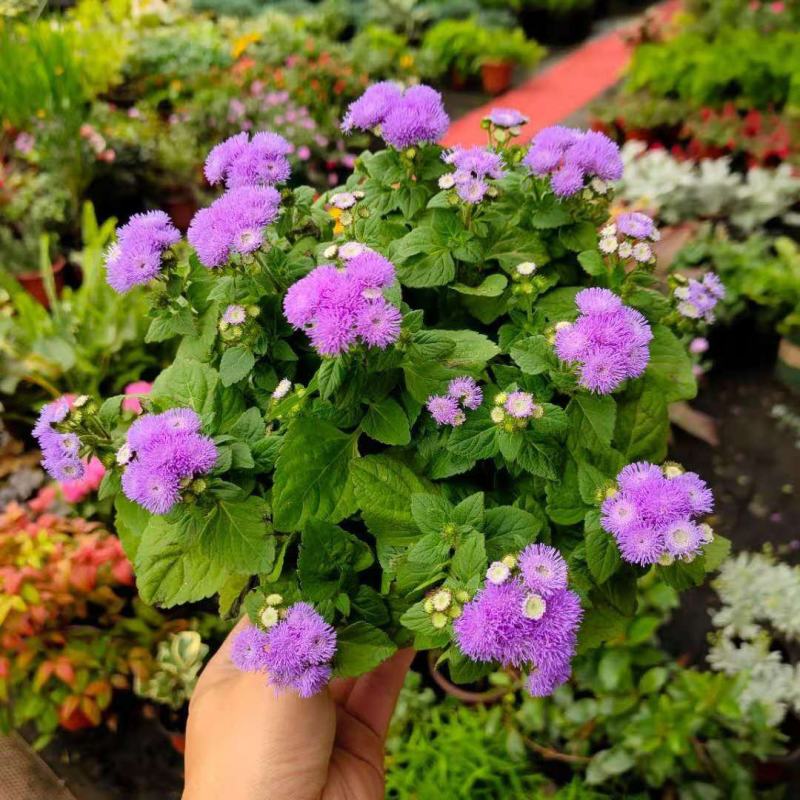 藿香蓟盆栽蓝冠花苗室外庭院植物阳台花卉花镜寄植蓝色系花卉