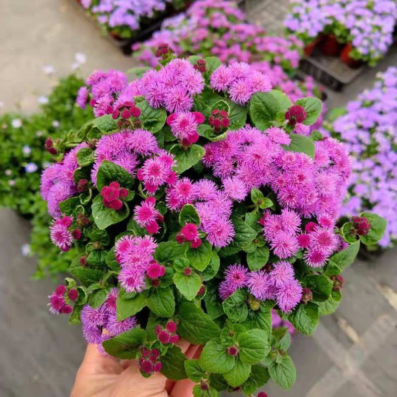 藿香蓟盆栽蓝冠花苗室外庭院植物阳台花卉花镜寄植蓝色系花卉