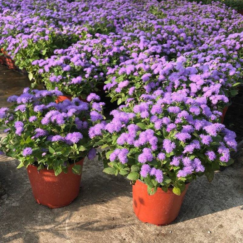 藿香蓟盆栽蓝冠花苗室外庭院植物阳台花卉花镜寄植蓝色系花卉