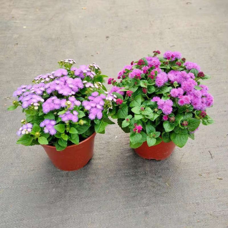 藿香蓟盆栽蓝冠花苗室外庭院植物阳台花卉花镜寄植蓝色系花卉