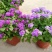 藿香蓟盆栽蓝冠花苗室外庭院植物阳台花卉花镜寄植蓝色系花卉