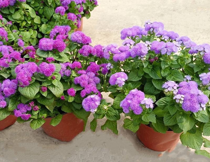 藿香蓟盆栽蓝冠花苗室外庭院植物阳台花卉花镜寄植蓝色系花卉