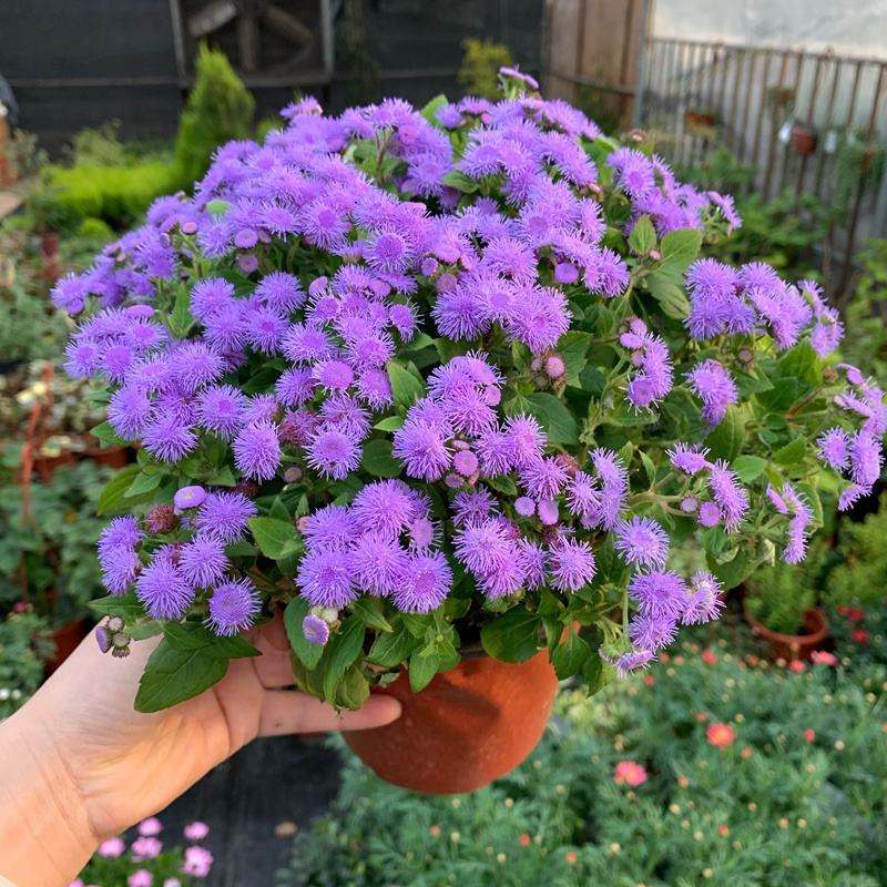 藿香蓟盆栽蓝冠花苗室外庭院植物阳台花卉花镜寄植蓝色系花卉