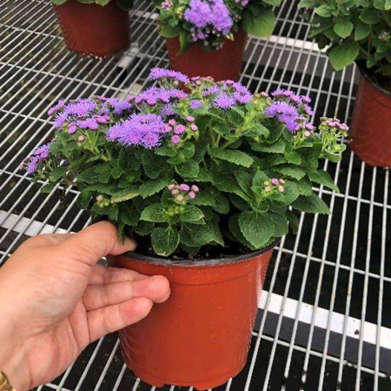 藿香蓟盆栽蓝冠花苗室外庭院植物阳台花卉花镜寄植蓝色系花卉