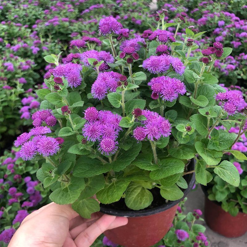 藿香蓟盆栽蓝冠花苗室外庭院植物阳台花卉花镜寄植蓝色系花卉