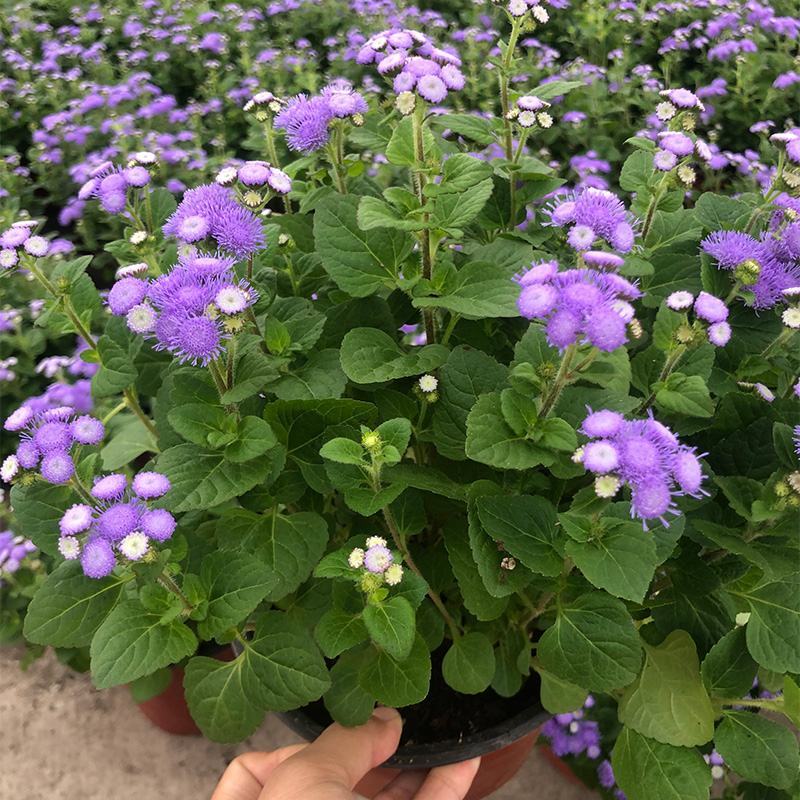 藿香蓟盆栽蓝冠花苗室外庭院植物阳台花卉花镜寄植蓝色系花卉