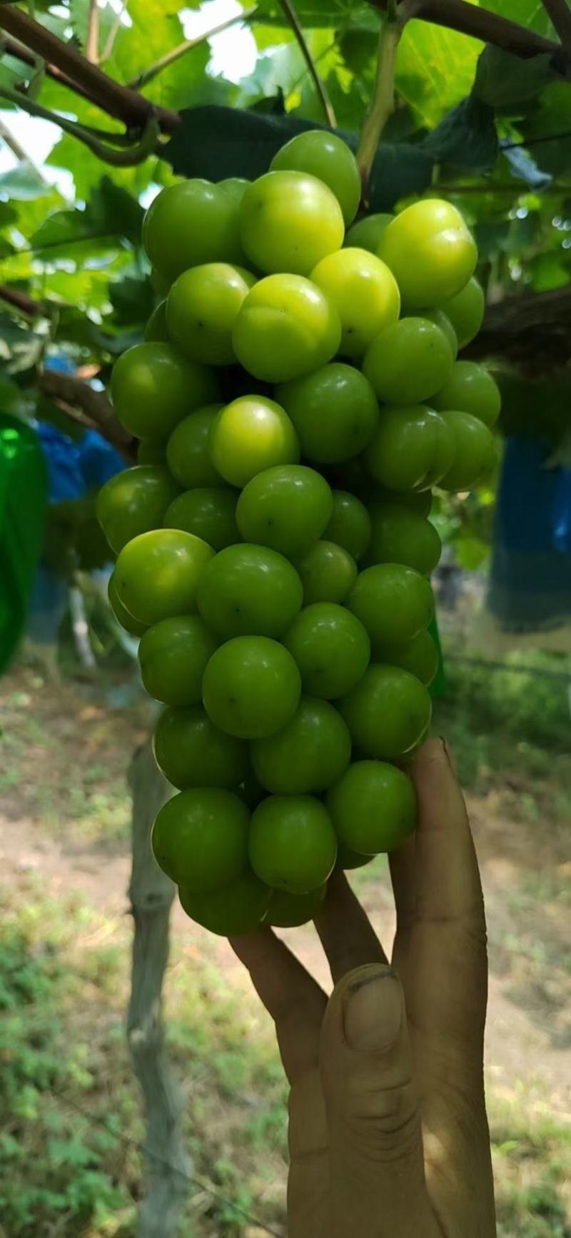 陕西阳光玫瑰，礼泉精品阳光玫瑰葡萄大量上市