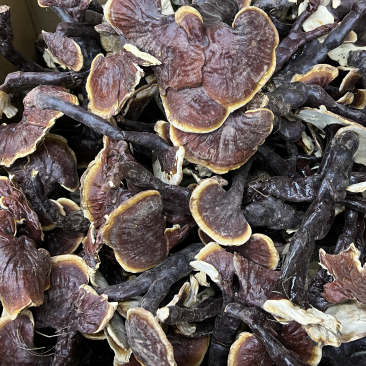 西藏精品仿野生白灵芝香味独特颜色正大金边货源充足
