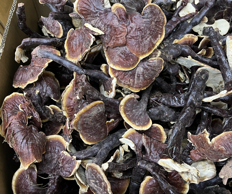 西藏精品仿野生白灵芝香味独特颜色正大金边货源充足
