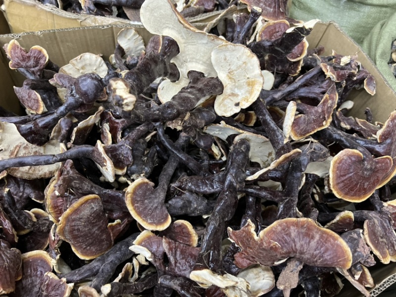 西藏精品仿野生白灵芝香味独特颜色正大金边货源充足