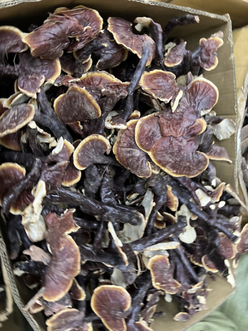 西藏精品仿野生白灵芝香味独特颜色正大金边货源充足