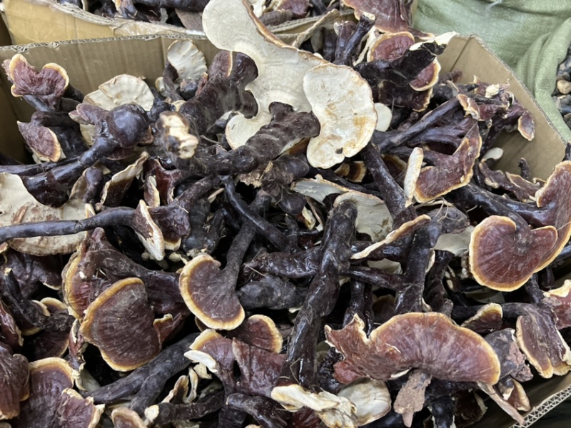 西藏精品仿野生白灵芝香味独特颜色正大金边货源充足