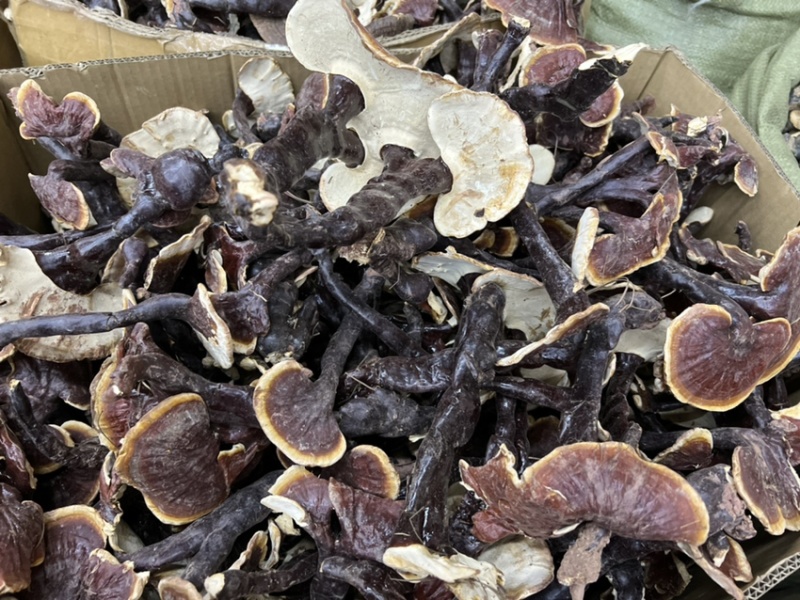 西藏精品仿野生白灵芝香味独特颜色正大金边货源充足