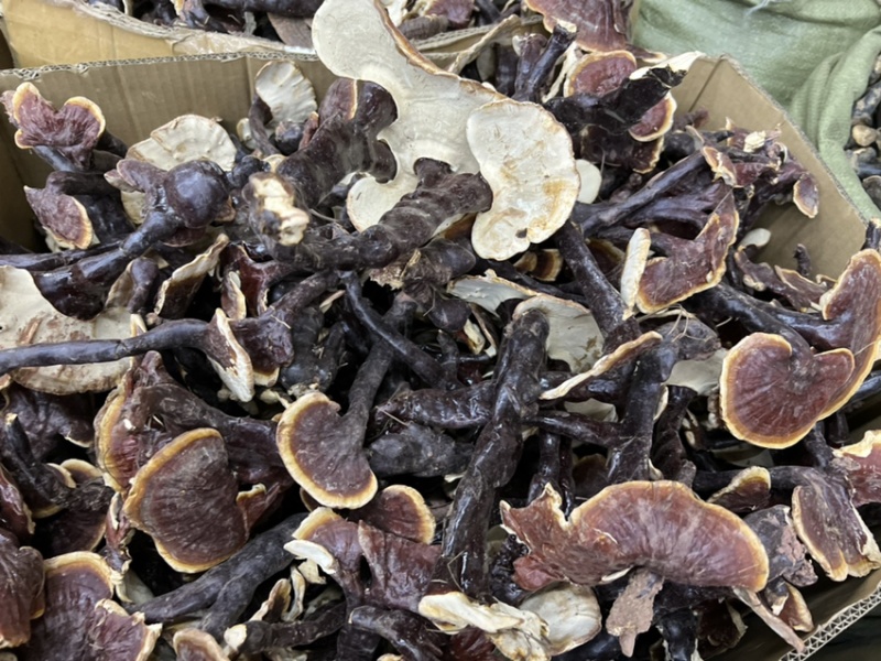 西藏精品仿野生白灵芝香味独特颜色正大金边货源充足