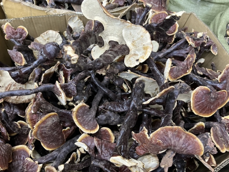 西藏精品仿野生白灵芝香味独特颜色正大金边货源充足