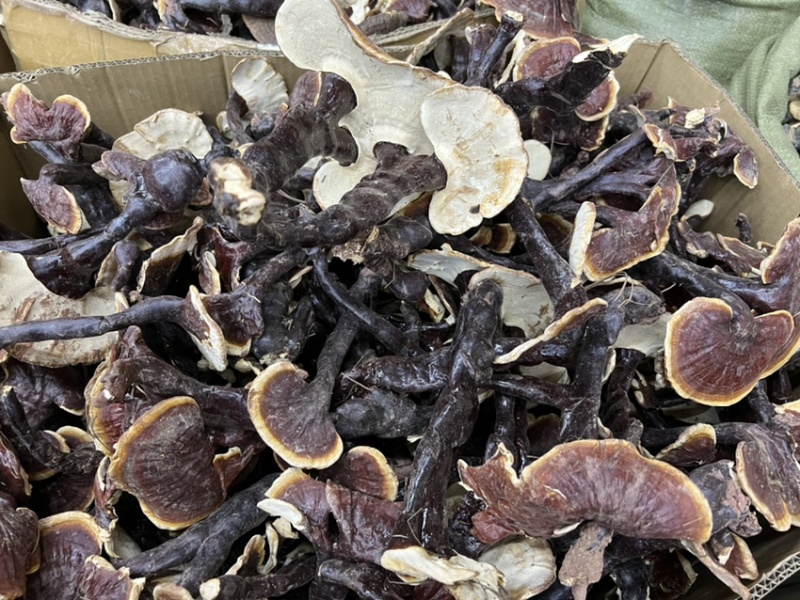 西藏精品仿野生白灵芝香味独特颜色正大金边货源充足