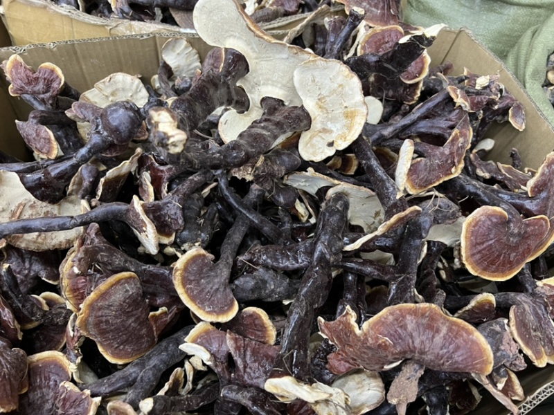 西藏精品仿野生白灵芝香味独特颜色正大金边货源充足