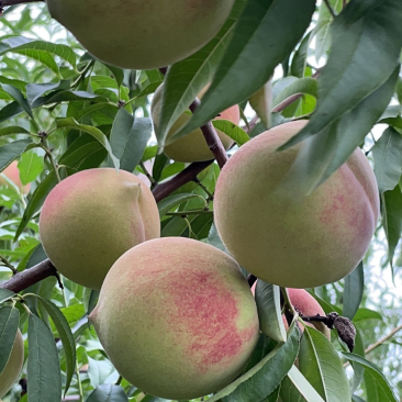 中秋蜜桃🍑又脆又甜口感好