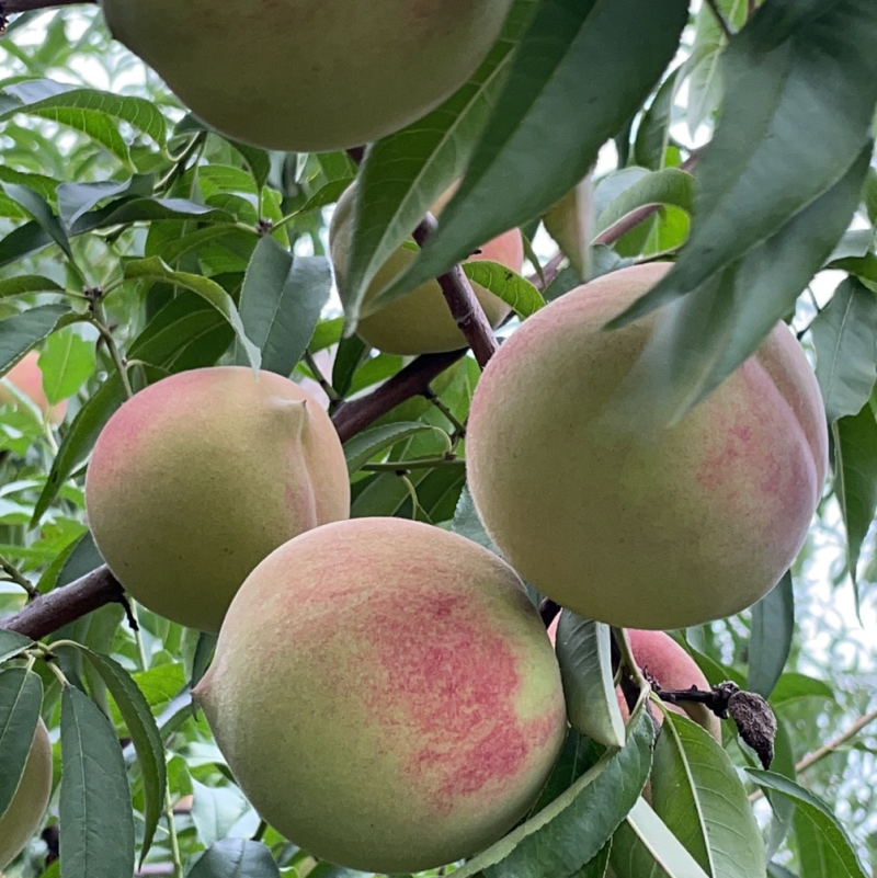 中秋蜜桃🍑又脆又甜口感好