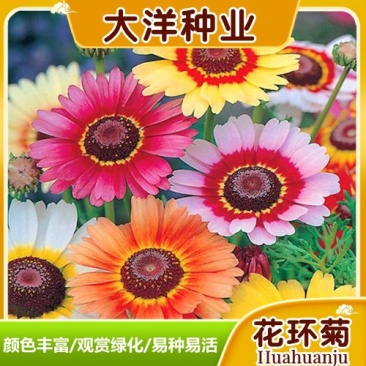 花环菊种子混色花环菊种子二年生花卉盆栽景观花卉