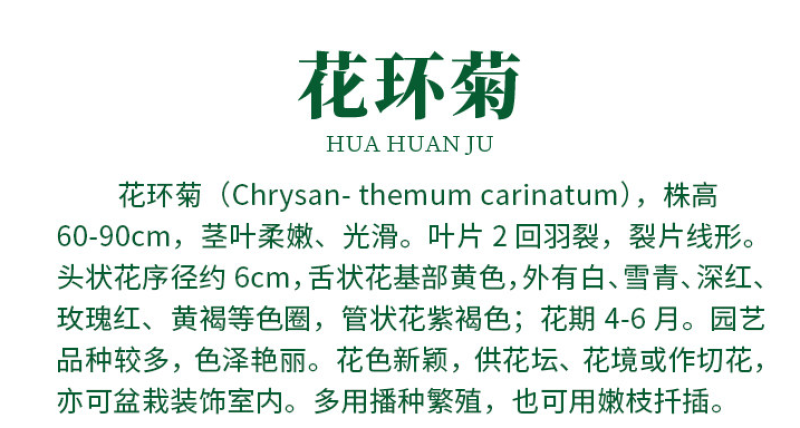 花环菊种子混色花环菊种子二年生花卉盆栽景观花卉