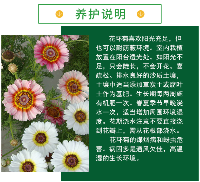 花环菊种子混色花环菊种子二年生花卉盆栽景观花卉