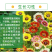 花环菊种子混色花环菊种子二年生花卉盆栽景观花卉
