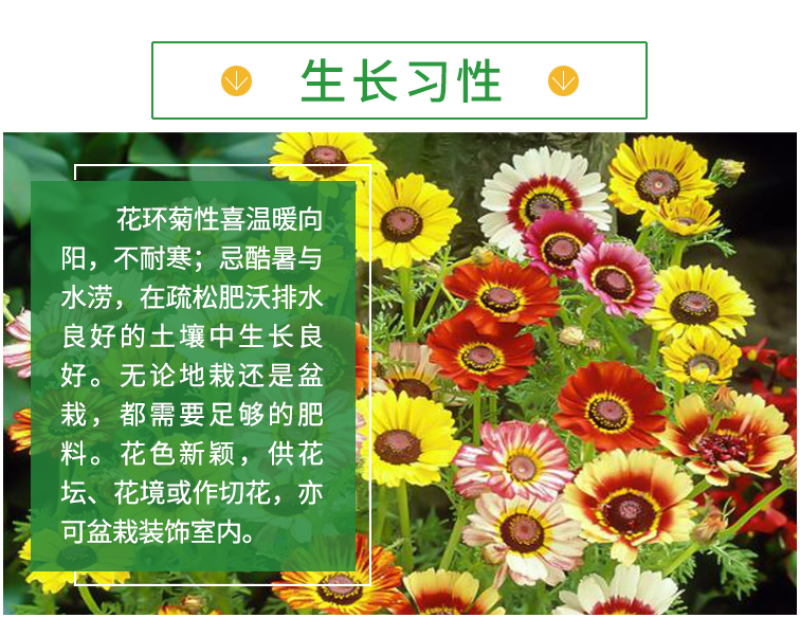 花环菊种子混色花环菊种子二年生花卉盆栽景观花卉