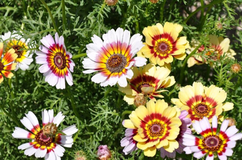 花环菊种子混色花环菊种子二年生花卉盆栽景观花卉