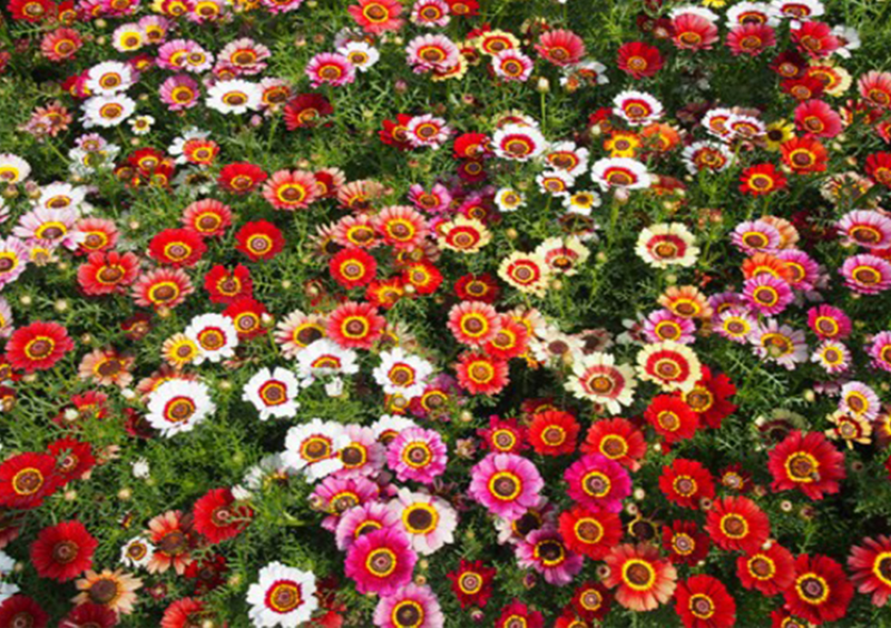 花环菊种子混色花环菊种子二年生花卉盆栽景观花卉