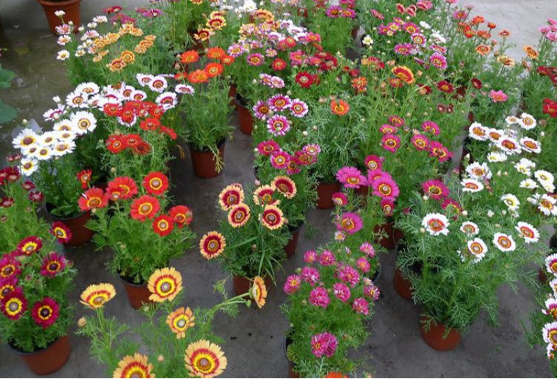 花环菊种子混色花环菊种子二年生花卉盆栽景观花卉
