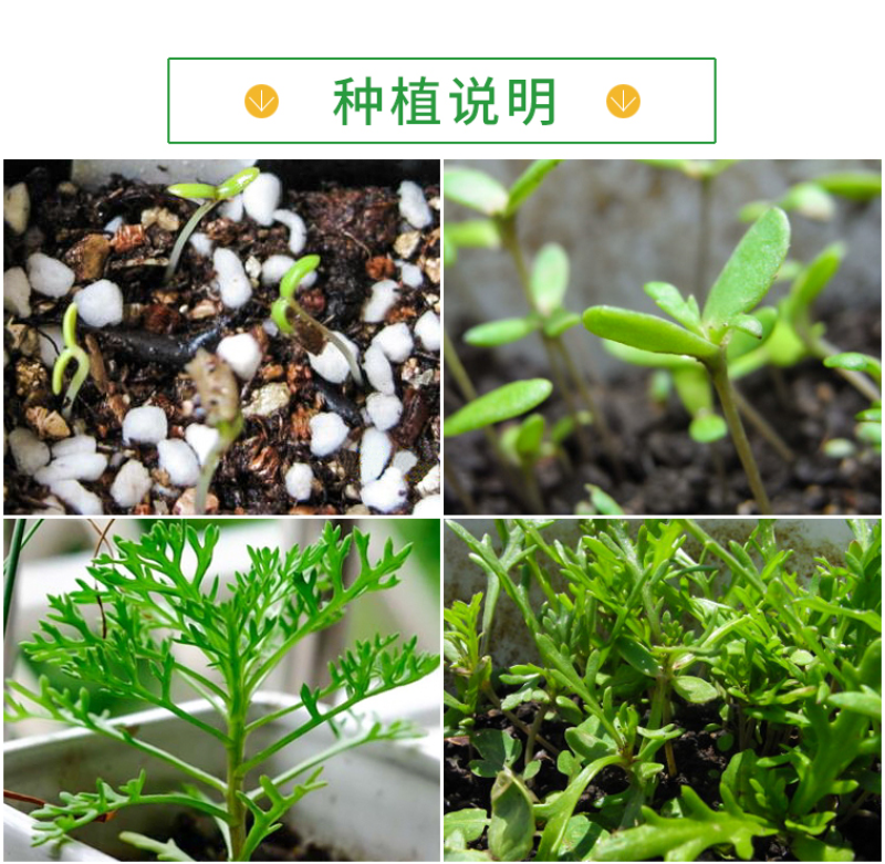 花环菊种子混色花环菊种子二年生花卉盆栽景观花卉