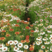 花环菊种子混色花环菊种子二年生花卉盆栽景观花卉