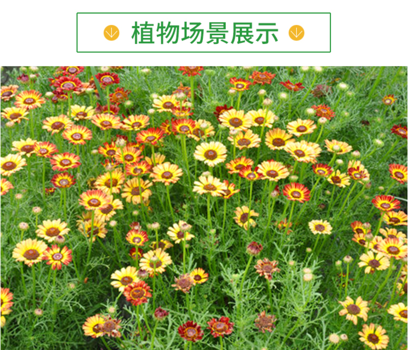 花环菊种子混色花环菊种子二年生花卉盆栽景观花卉