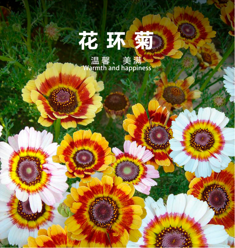 花环菊种子混色花环菊种子二年生花卉盆栽景观花卉