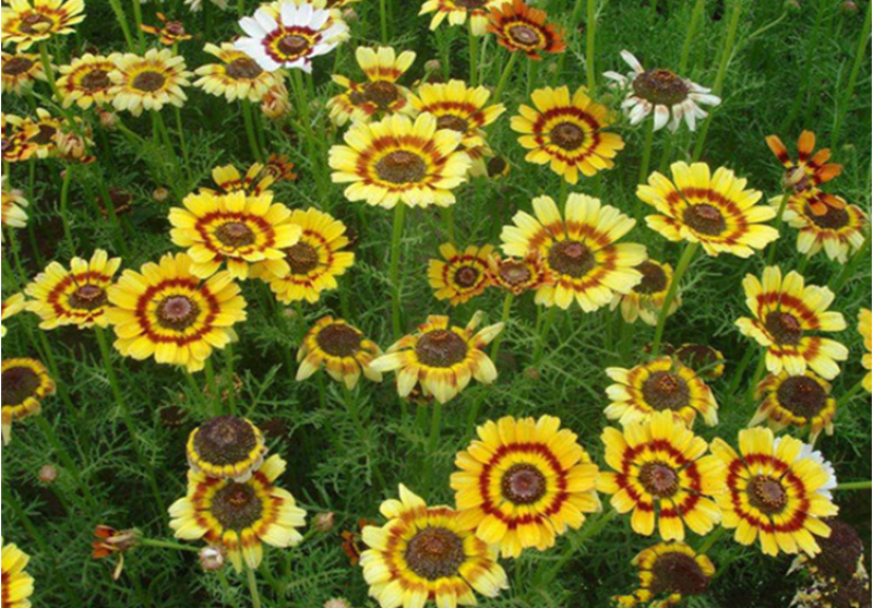 花环菊种子混色花环菊种子二年生花卉盆栽景观花卉