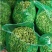 绿毛豆、青毛豆、鲜毛豆