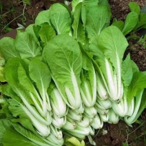 【推荐】小白菜毛白菜杭白菜产地一手货源常年供应