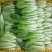 【推荐】小白菜毛白菜杭白菜产地一手货源常年供应