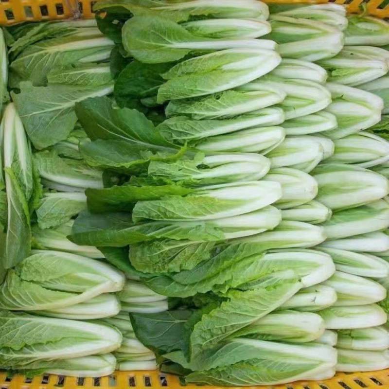 【推荐】小白菜毛白菜杭白菜产地一手货源常年供应