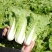 【推荐】小白菜毛白菜杭白菜产地一手货源常年供应