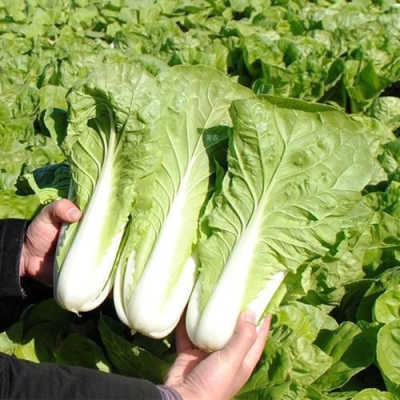 【推荐】小白菜毛白菜杭白菜产地一手货源常年供应