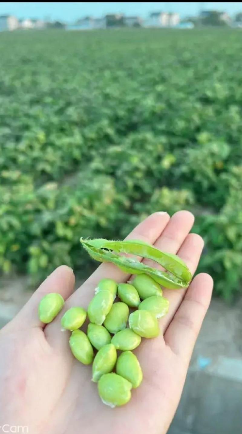 毛豆