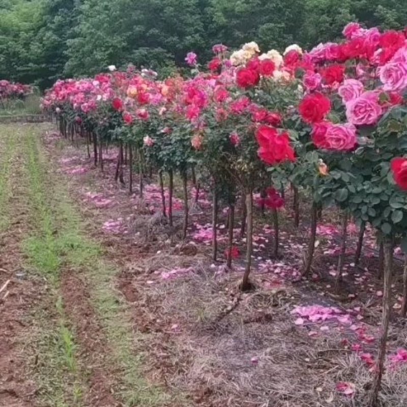月季2公分树状月季树桩月季高杆月季高干月季