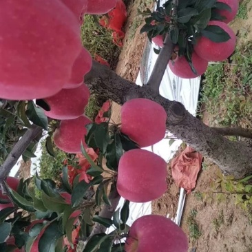 绥中寒富士大量现货，口感甜脆，好吃不贵