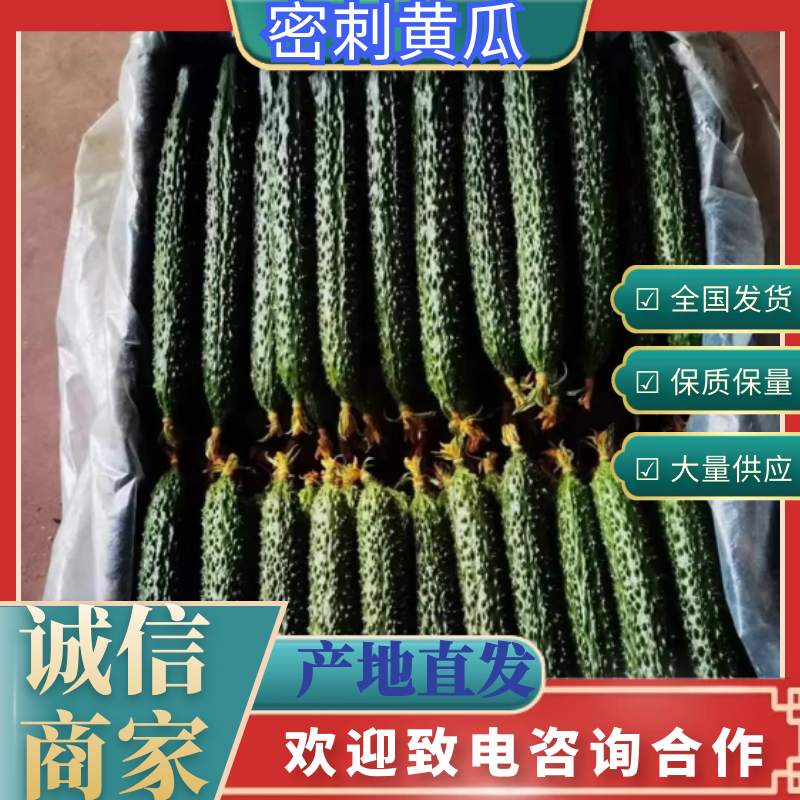兰陵县精品密刺鲜花靓条黄瓜，产地直供，大量有货