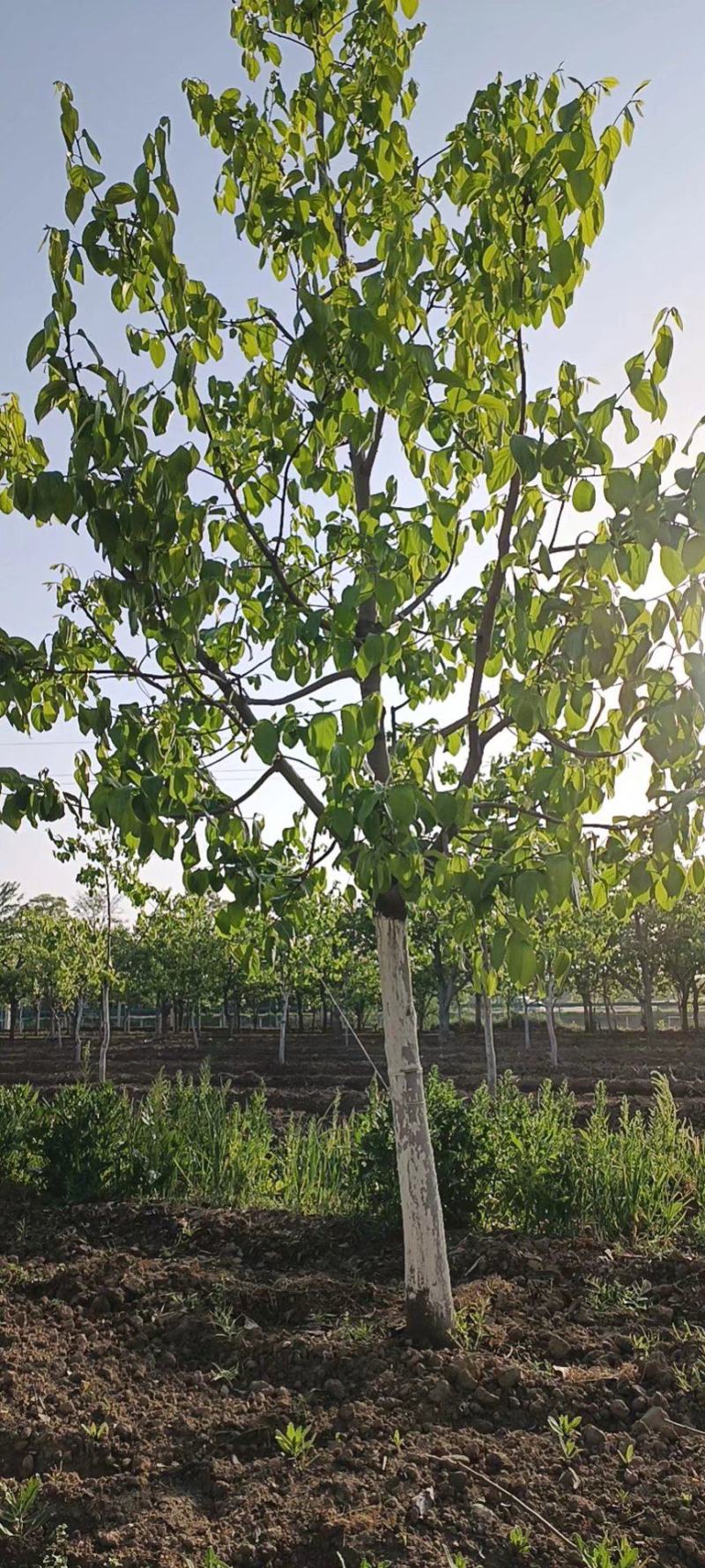 富平大尖柿子树，富平吊柿饼专用原料，庄里镇柿子柿饼的故乡